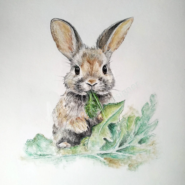 lapin
