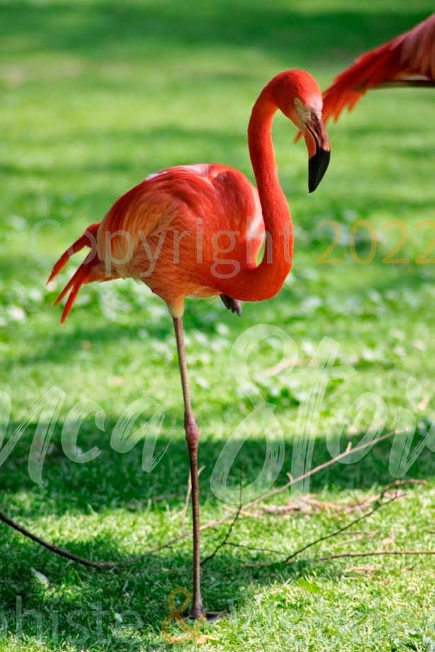 flamingo