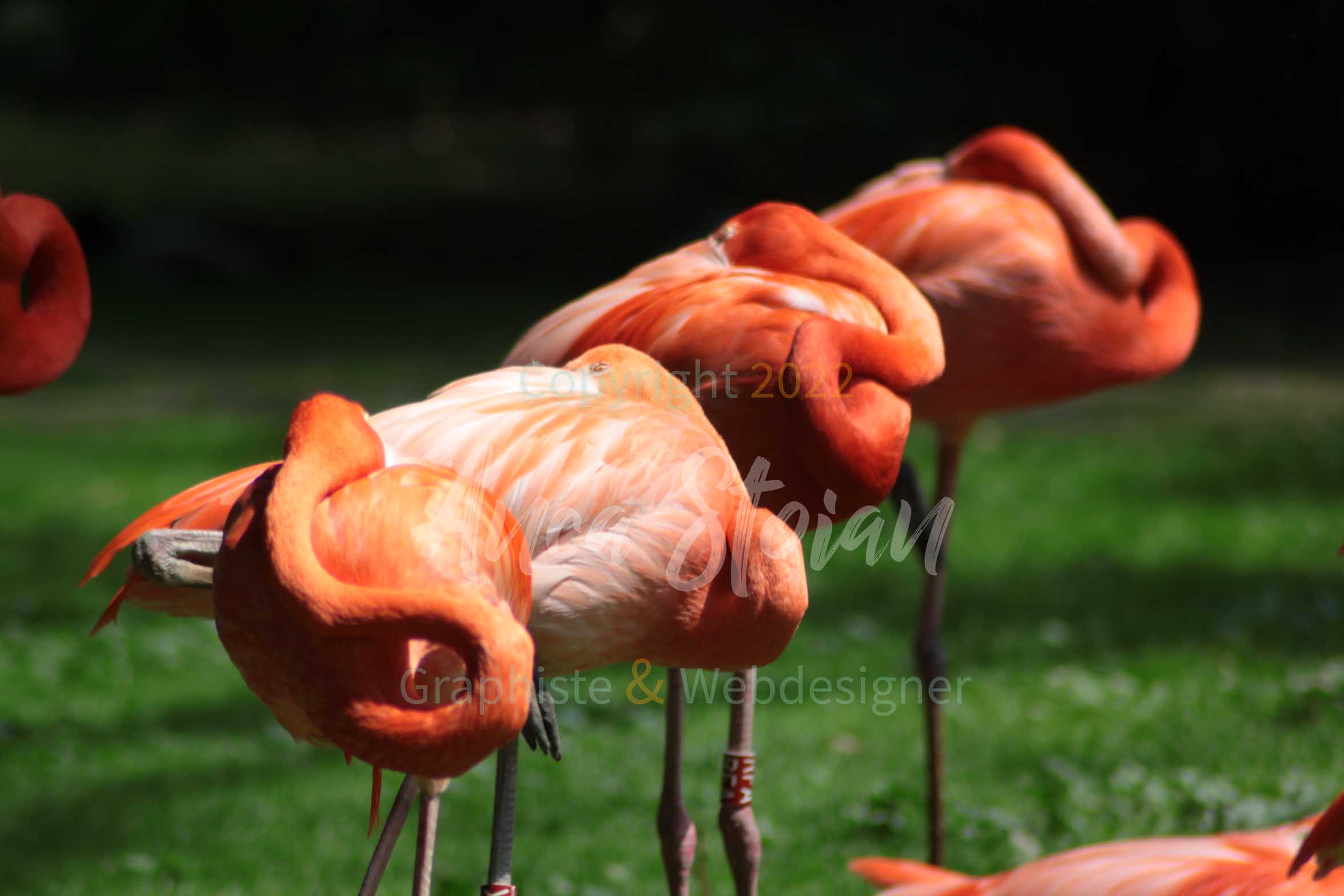 flamingos