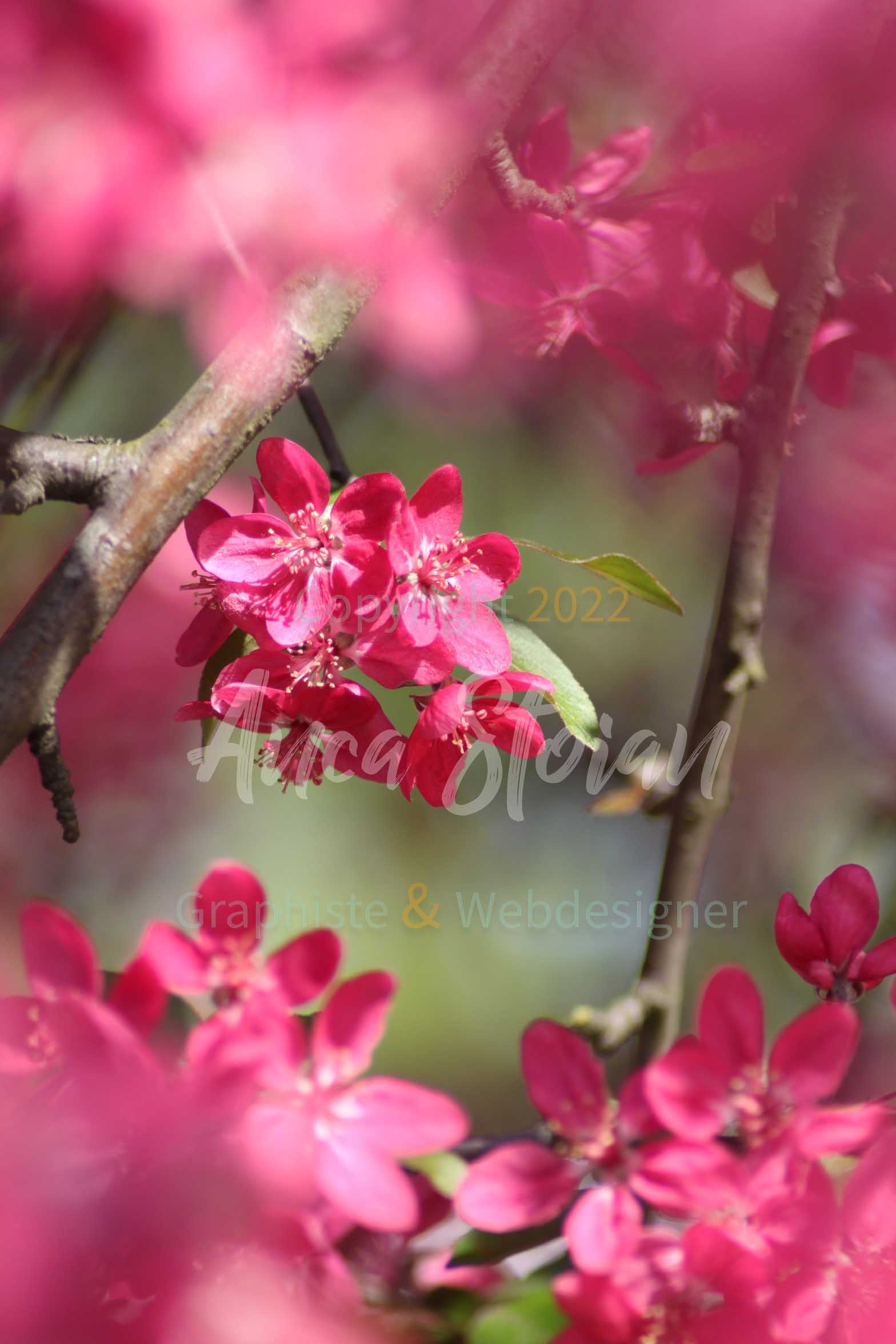 fleurs rose