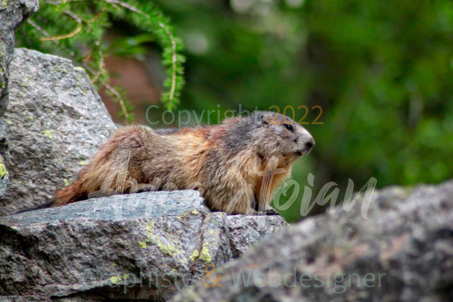 marmotte